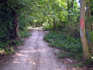 A Steep wooded Trail