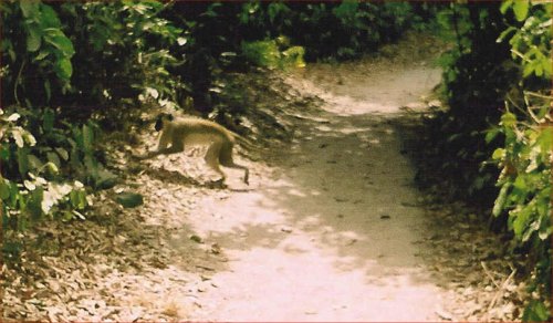 monkey on path