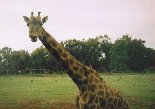 giraffe at the zoo