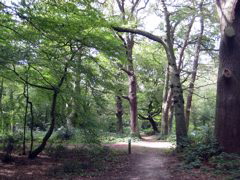 Inside Hainault Forest Country Park
