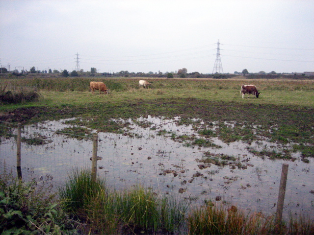 The Walthamstow Marshes