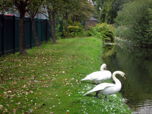 Swans swanning around