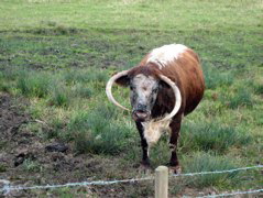 Cows with funny horns - even better!