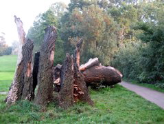 Remains of a BIg Tree