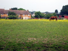 Yellow Horse Field