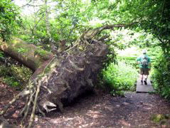 Big Tree Fallen
