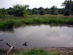 More Pond