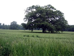 Tree in Field