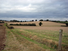 Green and Brown Field