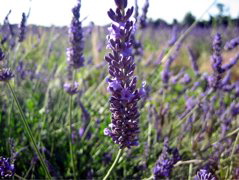 Close up Lavender
