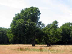 Tree in field