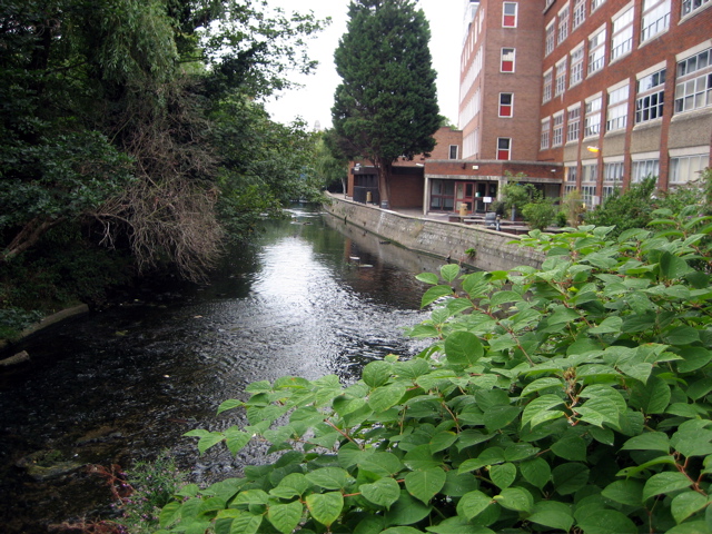 The Hogsmill in Kingston outskirts