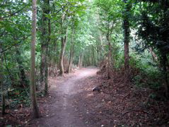 The forest of Nonsuch Park
