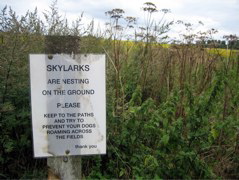 Watch out for skylarks
